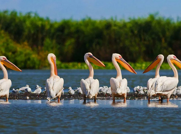 Dobrudscha-Donaudelta-18