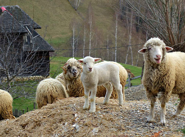 Fahrrad-durch-die-Bucovina-5