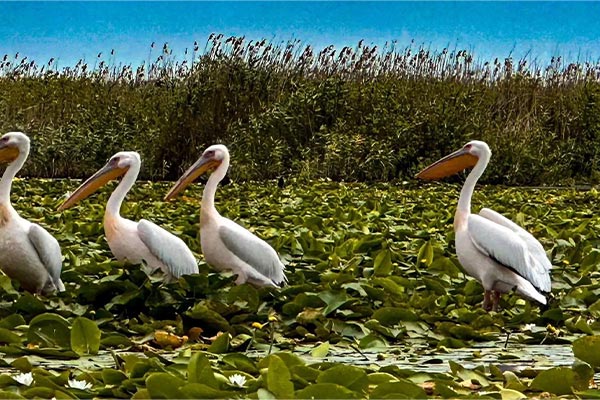 danube-delta-boat-tour