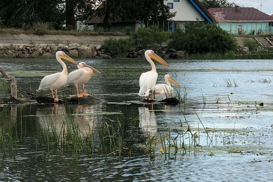 donaudelta-fur-camper-4