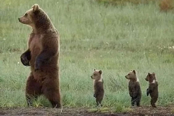 observatorul_de_ursi1-1